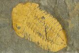 Bright-Orange Dalmanitid (Ormathops) Trilobite With Pos/Nev #355822-2